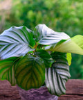 Calathea Orbifolia (Prayer Plant) - Bird of ParadiseUSA - 1 Gallon