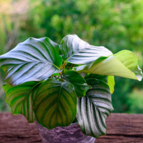 Calathea Orbifolia (Prayer Plant) - Bird of ParadiseUSA - 1 Gallon