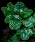 Calathea Orbifolia (Prayer Plant) - Bird of ParadiseUSA - 1 Gallon