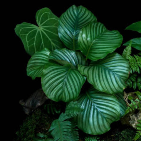 Calathea Orbifolia (Prayer Plant) - Bird of ParadiseUSA - 1 Gallon