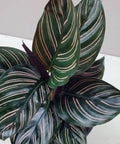 Calathea Ornata Sanderiana (Pink Pinstripe Plant) - Bird of ParadiseUSA - 1 Gallon