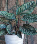 Calathea Ornata Sanderiana (Pink Pinstripe Plant) - Bird of ParadiseUSA - 1 Gallon