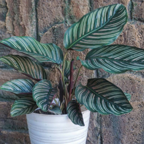 Calathea Ornata Sanderiana (Pink Pinstripe Plant) - Bird of ParadiseUSA - 1 Gallon
