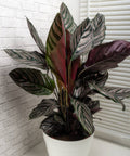 Calathea Ornata Sanderiana (Pink Pinstripe Plant) - Bird of ParadiseUSA - 1 Gallon