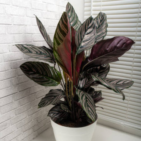 Calathea Ornata Sanderiana (Pink Pinstripe Plant) - Bird of ParadiseUSA - 1 Gallon