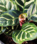 Calathea Peacock (Calathea Makoyana) - Bird of ParadiseUSA - 1 Gallon