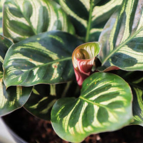Calathea Peacock (Calathea Makoyana) - Bird of ParadiseUSA - 1 Gallon