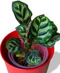 Calathea Peacock (Calathea Makoyana) - Bird of ParadiseUSA - 1 Gallon