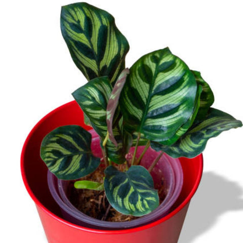 Calathea Peacock (Calathea Makoyana) - Bird of ParadiseUSA - 1 Gallon