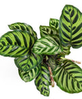 Calathea Peacock (Calathea Makoyana) - Bird of ParadiseUSA - 1 Gallon