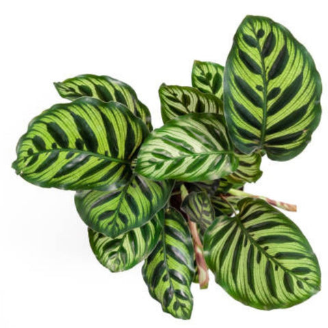 Calathea Peacock (Calathea Makoyana) - Bird of ParadiseUSA - 1 Gallon