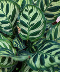 Calathea Peacock (Calathea Makoyana) - Bird of ParadiseUSA - 1 Gallon