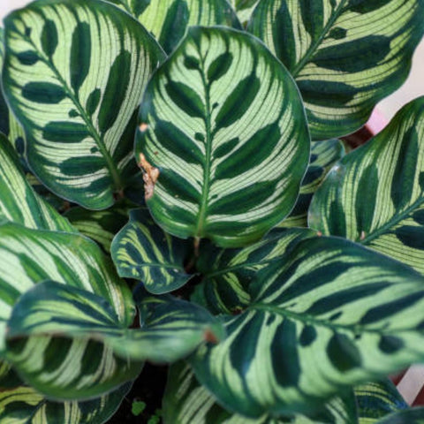Calathea Peacock (Calathea Makoyana) - Bird of ParadiseUSA - 1 Gallon