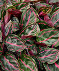 Calathea Roseopicta (Rose Painted Calathea) - Bird of ParadiseUSA - 1 Gallon