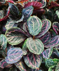 Calathea Roseopicta (Rose Painted Calathea) - Bird of ParadiseUSA - 1 Gallon
