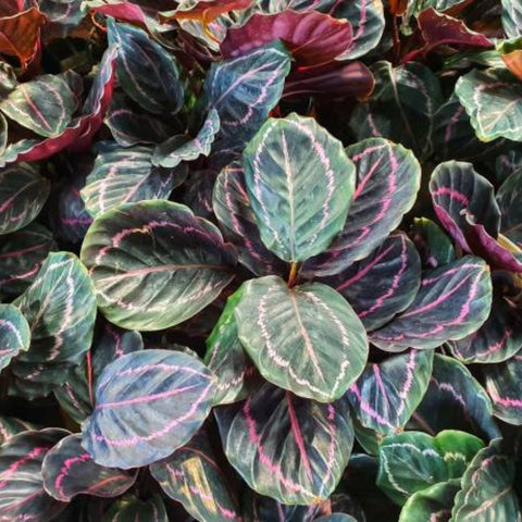 Calathea Roseopicta (Rose Painted Calathea) - Bird of ParadiseUSA - 1 Gallon