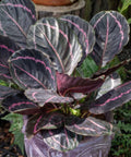 Calathea Roseopicta (Rose Painted Calathea) - Bird of ParadiseUSA - 1 Gallon