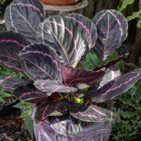 Calathea Roseopicta (Rose Painted Calathea) - Bird of ParadiseUSA - 1 Gallon