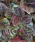 Calathea Roseopicta (Rose Painted Calathea) - Bird of ParadiseUSA - 1 Gallon