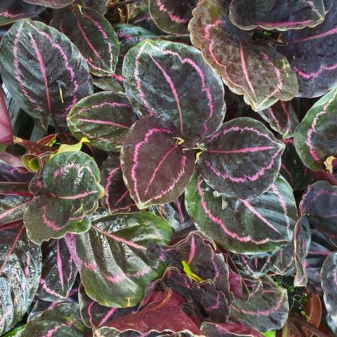 Calathea Roseopicta (Rose Painted Calathea) - Bird of ParadiseUSA - 1 Gallon