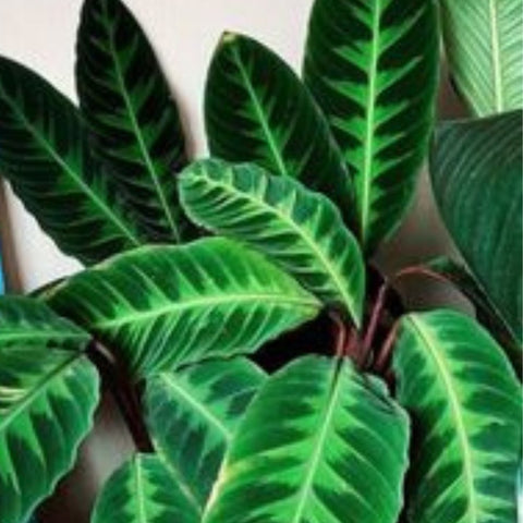 Calathea Warscewiczil (Goeppertia Warszewiczii) - Bird of ParadiseUSA - 1 Gallon