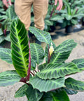 Calathea Warscewiczil (Goeppertia Warszewiczii) - Bird of ParadiseUSA - 1 Gallon