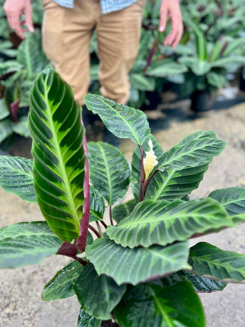 Calathea Warscewiczil (Goeppertia Warszewiczii) - Bird of ParadiseUSA - 1 Gallon