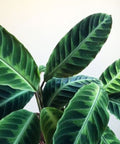 Calathea Warscewiczil (Goeppertia Warszewiczii) - Bird of ParadiseUSA - 1 Gallon