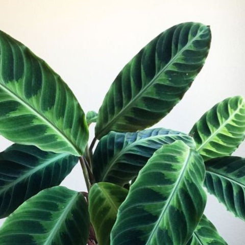 Calathea Warscewiczil (Goeppertia Warszewiczii) - Bird of ParadiseUSA - 1 Gallon