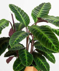 Calathea Warscewiczil (Goeppertia Warszewiczii) - Bird of ParadiseUSA - 1 Gallon