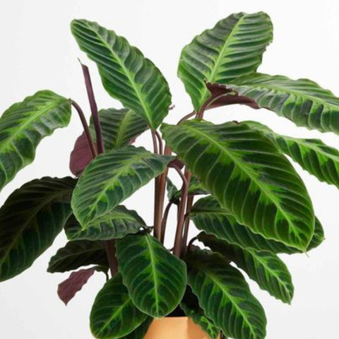 Calathea Warscewiczil (Goeppertia Warszewiczii) - Bird of ParadiseUSA - 1 Gallon