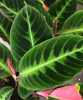 Calathea Warscewiczil (Goeppertia Warszewiczii) - Bird of ParadiseUSA - 1 Gallon