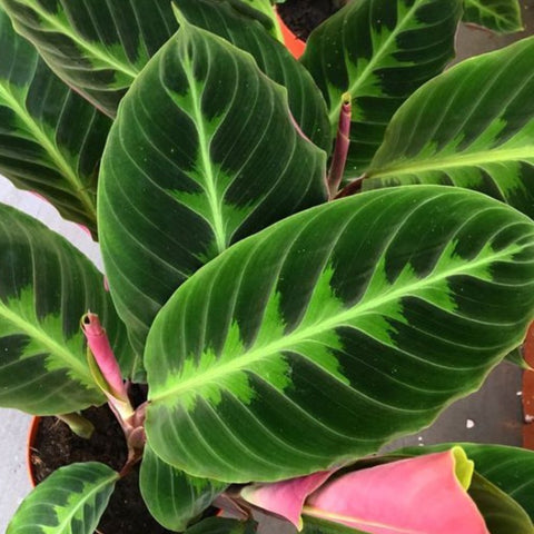 Calathea Warscewiczil (Goeppertia Warszewiczii) - Bird of ParadiseUSA - 1 Gallon