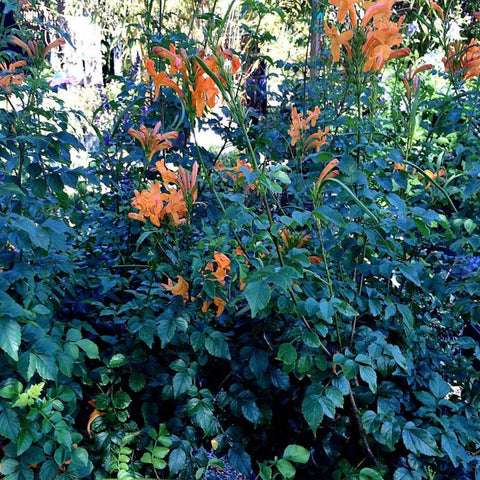 Cape Honey Suckle Orange (Tecoma capensis) - Bird of ParadiseUSA - Medium