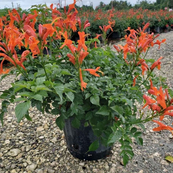 Cape Honey Suckle Orange (Tecoma capensis)