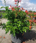 Cape Honey Suckle Orange (Tecoma capensis) - Bird of ParadiseUSA - Medium