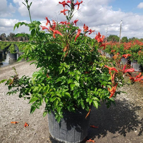 Cape Honey Suckle Orange (Tecoma capensis) - Bird of ParadiseUSA - Medium