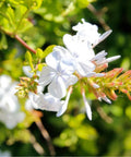 Cape Leadwort White (Plumbago auriculata 'Alba') - Bird of ParadiseUSA - 1-2 feet