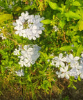 Cape Leadwort White (Plumbago auriculata 'Alba') - Bird of ParadiseUSA - 1-2 feet