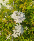 Cape Leadwort White (Plumbago auriculata 'Alba') - Bird of ParadiseUSA - 1-2 feet