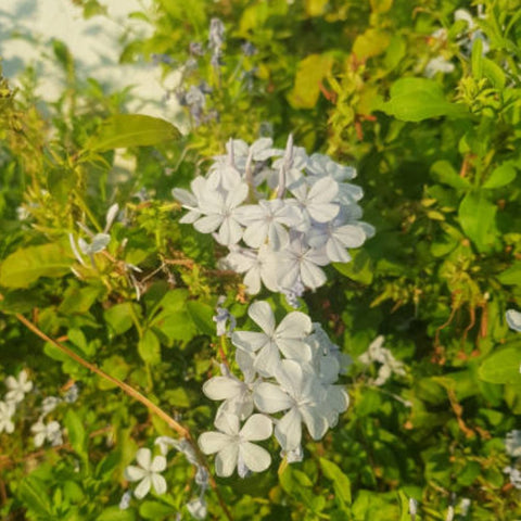 Cape Leadwort White (Plumbago auriculata 'Alba') - Bird of ParadiseUSA - 1-2 feet