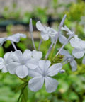 Cape Leadwort White (Plumbago auriculata 'Alba') - Bird of ParadiseUSA - 1-2 feet