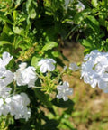 Cape Leadwort White (Plumbago auriculata 'Alba') - Bird of ParadiseUSA - 2-3 feet