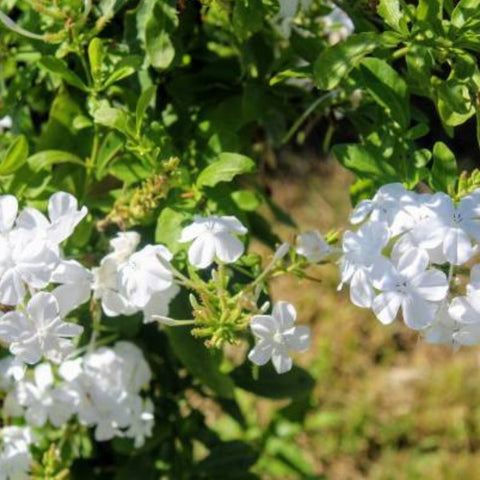 Cape Leadwort White (Plumbago auriculata 'Alba') - Bird of ParadiseUSA - 2-3 feet