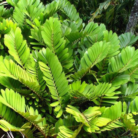cardboard palm plant Cardboard Palm for Sale