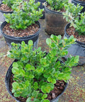 Carissa Boxwood Beauty (Carissa macrocarpa 'Boxwood Beauty') - Bird of ParadiseUSA - Medium