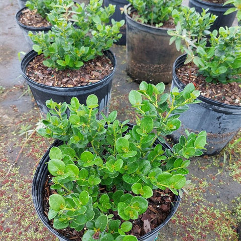 Carissa Boxwood Beauty (Carissa macrocarpa 'Boxwood Beauty') - Bird of ParadiseUSA - Medium