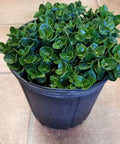 Carissa Boxwood Beauty (Carissa macrocarpa 'Boxwood Beauty') - Bird of ParadiseUSA - Medium