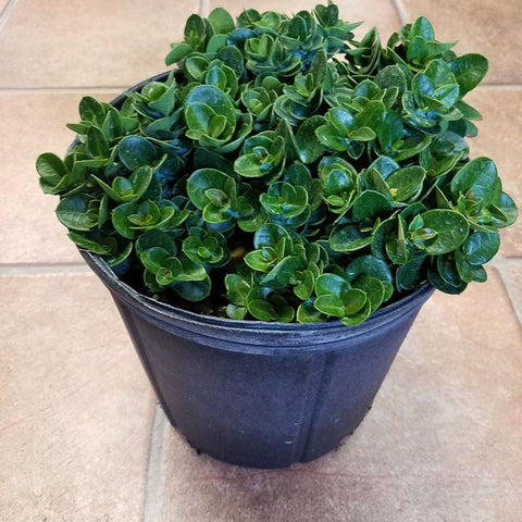 Carissa Boxwood Beauty (Carissa macrocarpa 'Boxwood Beauty') - Bird of ParadiseUSA - Medium