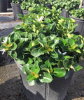 Carissa Boxwood Beauty (Carissa macrocarpa 'Boxwood Beauty') - Bird of ParadiseUSA - Medium